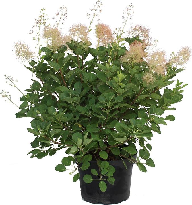 Actual product image Zulauf Perückenstrauch / Cotinus cog. 'Young Lady' (70 cm)