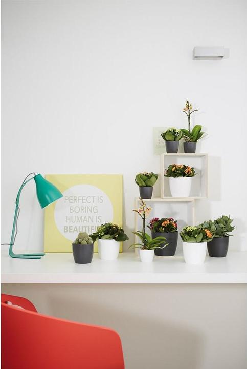 Image du produit Elho Bruxelles (11 cm)