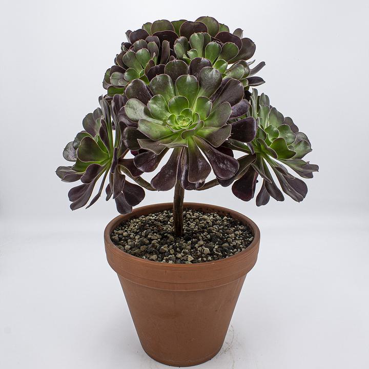 Kakteen Gautschi Aeonium velour (20 cm)