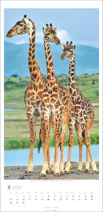 Produktbild Giraffen Kalender 2026 (33 x 68 cm)