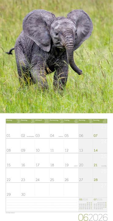 Image du produit Elefanten Kalender 2026 - 30x30 (30 x 30 cm, Couverture rigide, Français, Anglais, Allemand)