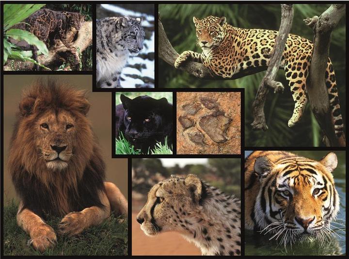 Immagine prodotto Merchant Ambassador Wildcats (1000 pezzi)