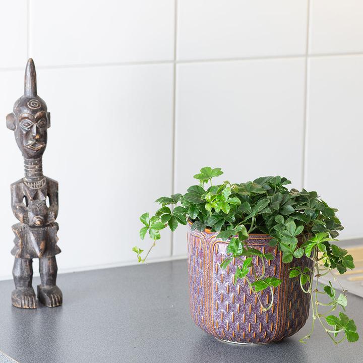 Produktbild VEG and the City Vernon (Jungfernrebe - Parthenocissus striata)