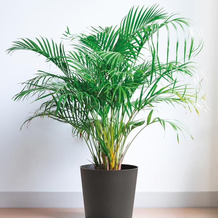 Produktbild Euro3plast Blumentopf Fyre Ø 40 cm anthrazit Greener, mit Rollen