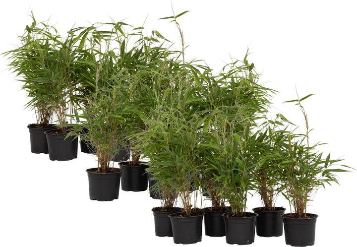 Plant in a Box Fargesia rufa - 6er Set Schirmbambus (25 cm)