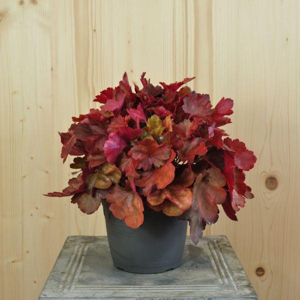 Image du produit Säntispracht Lot de 2, Une violette à floraison automnale - Heuchera Cherry Cola (40 cm)