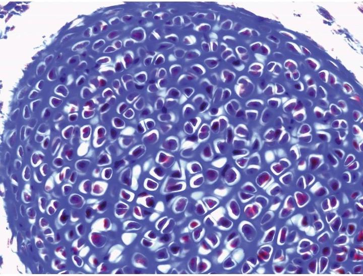 Actual product image Leica Microsystems Transmitted light microscope monocular 1000 x Mic