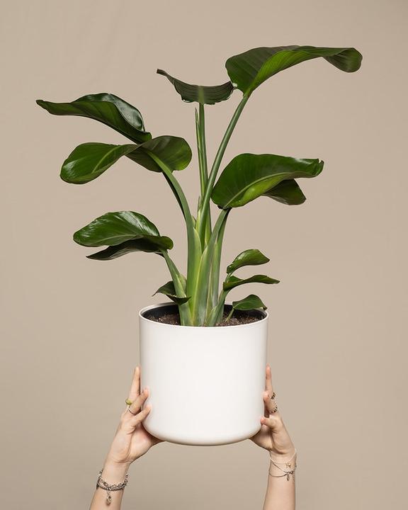 Produktbild feey Grosse Strelitzie (85 cm, Frisch umgetopft)