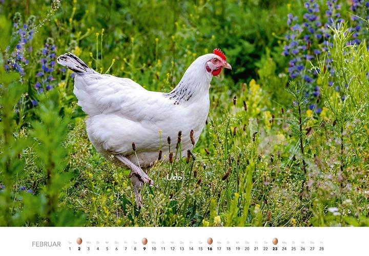Produktbild Hühner Kalender 2025 (Harter Einband, Deutsch)