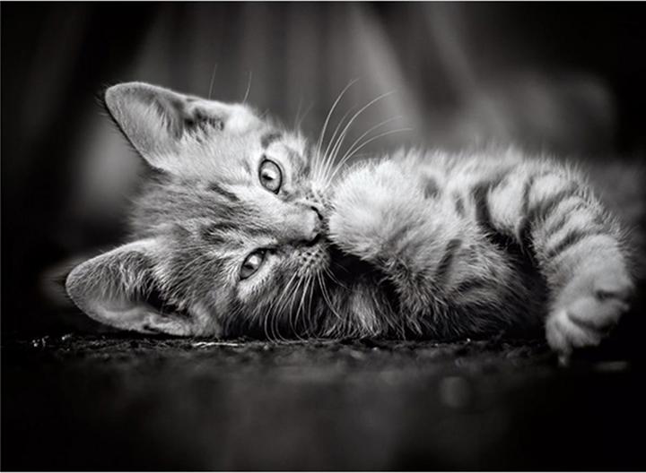 Produktbild Clementoni Kitty (1000 Teile)