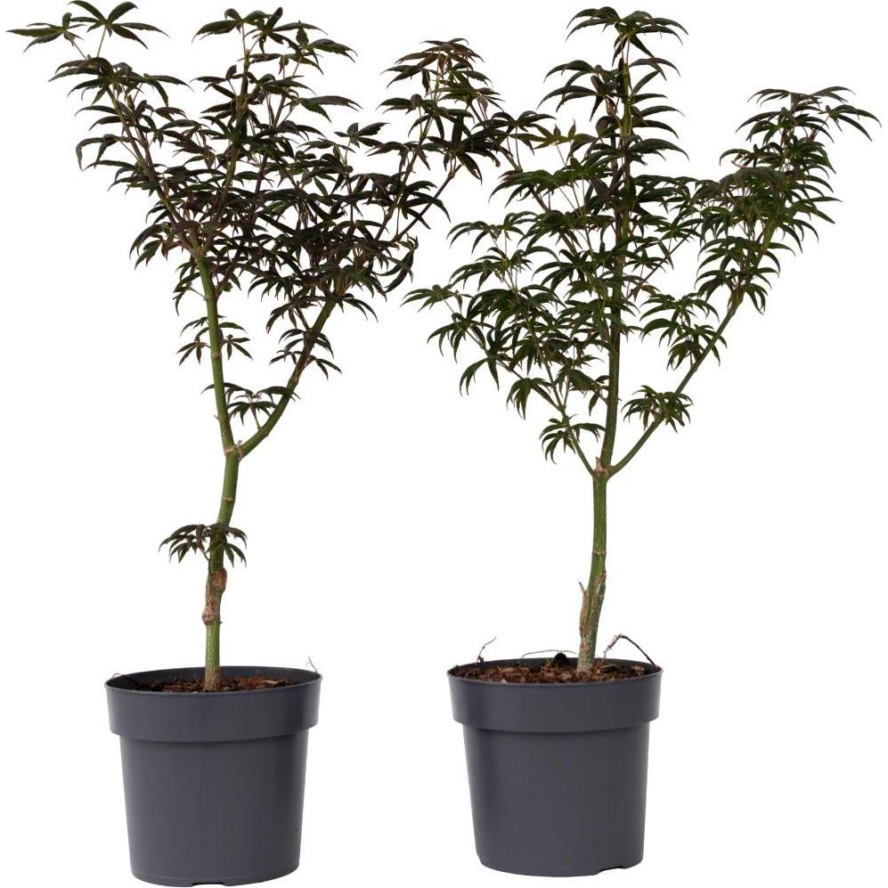 Plant in a Box, Pflanzen, Acer palmatum 'Starfish' - 2er Set Ahornbäume (60 cm)