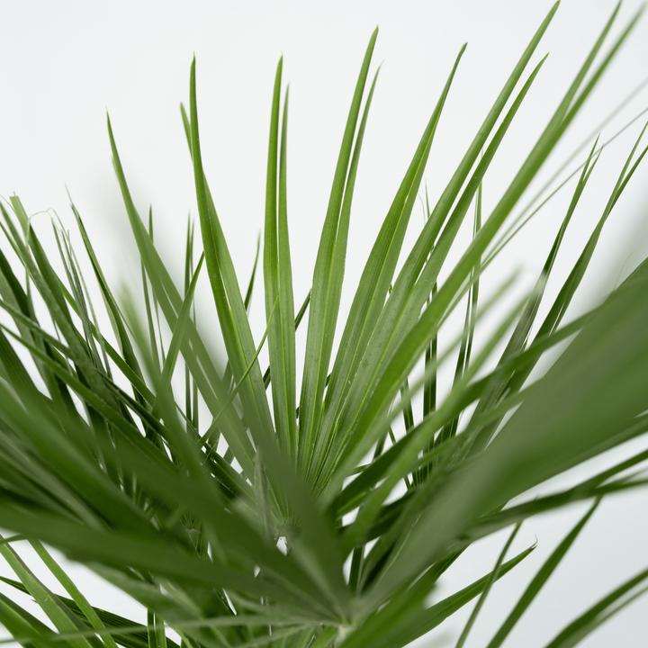 Produktbild Plant in a Box Chamaerops Humilis (70 cm)