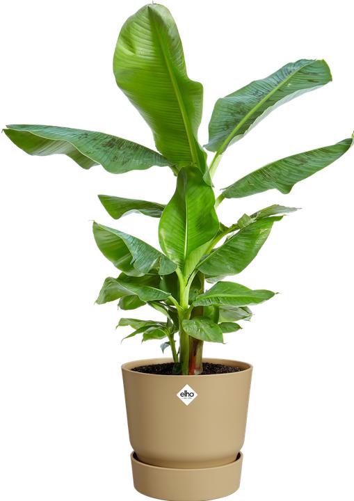 Actual product image Elho Greenville Round (39 x 36.80 cm)
