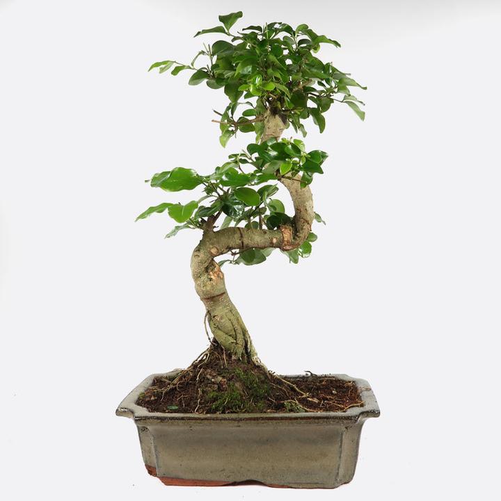Immagine prodotto Bonsai.ch Ulmus Chinesische Ulme