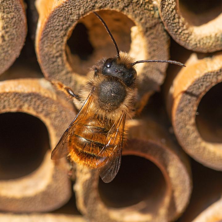 Produktbild Relaxdays Insektenhotel (Wildbienen)