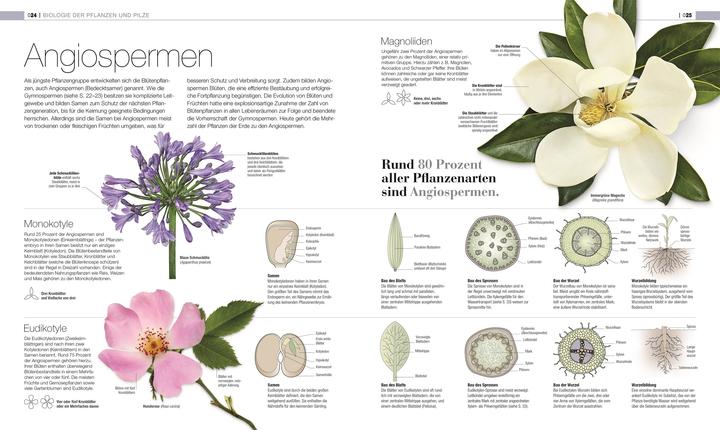 Actual product image DK Bibliothek. Pflanzen & Pilze (German, Andreas Held, Dr Chris Clennett, Dr Sarah Jose, John Farndon, Lynne Boddy, Tim Harris, 2025)