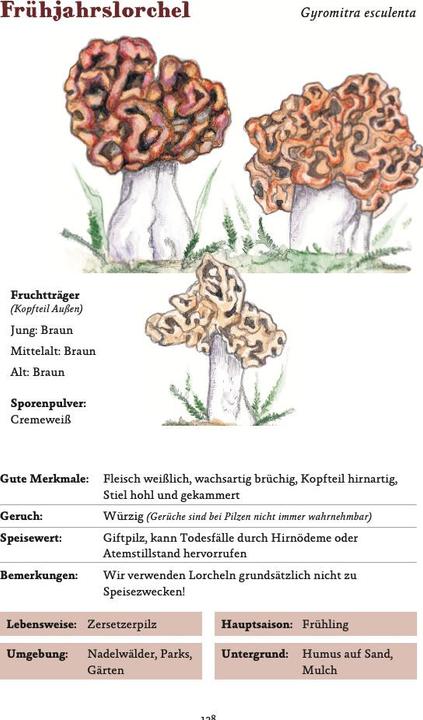 Actual product image Die häufigsten Pilze der deutschen Mittelgebirge leicht bestimmen (German, Thomas Regnery, Hilke Käsebier, 2022)