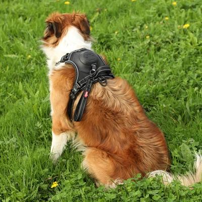 Image du produit Zolux Easyride Hondentuig Zwart (L, Chien, Général)