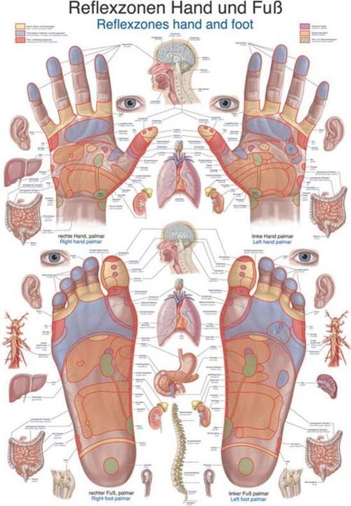Immagine prodotto Erler Zimmer Lavagna didattica zone riflesse mano e piede, 70x100cm