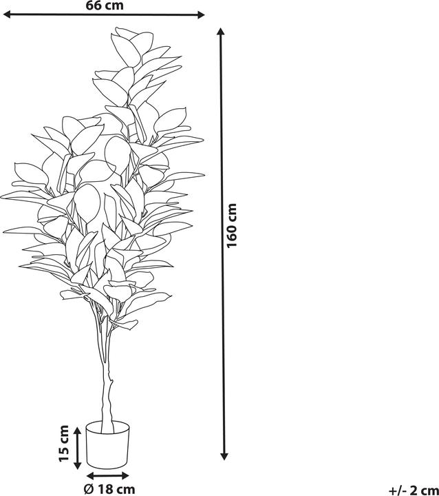 Immagine prodotto Beliani Ficus Elastica (160 cm)