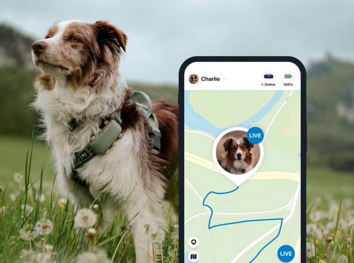 Produktbild Tractive DOG XL GPS Tracker für Hunde (Hund, Allgemein)