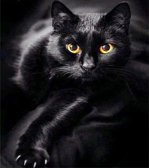 Pracht Diamond schilderij 6037-40801 Zwarte kat 25 x 35 cm