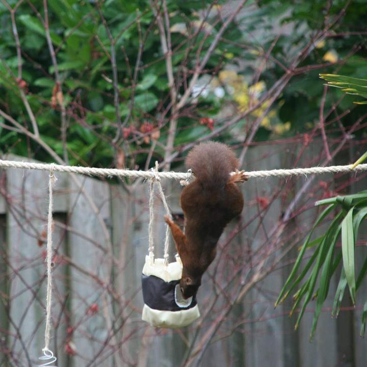 Produktbild Eekbo Eichhörnchen Futterseil