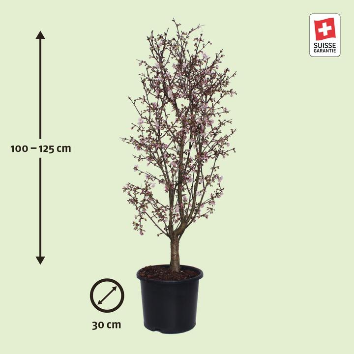 Produktbild Zulauf Kurilen-Kirsche / Prunus nipponica 'Ruby' (125 cm)