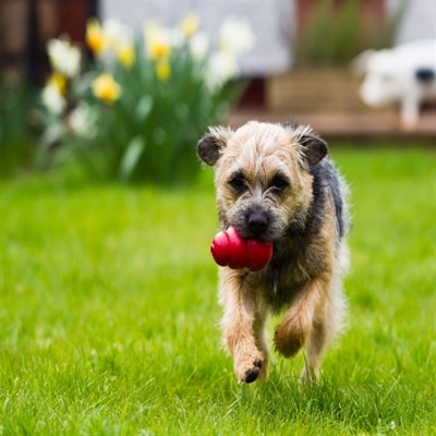 Produktbild KONG Classic (Futterspielzeug Hund, Kauspielzeug Hund, Apportieren)