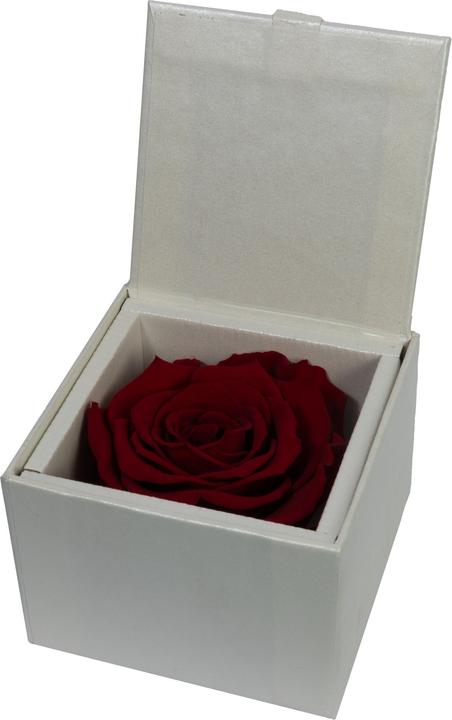 dark red (white box)