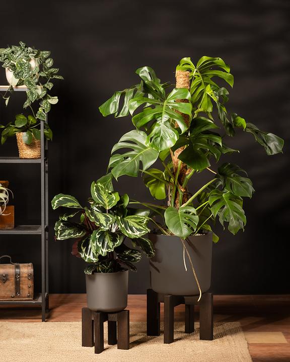 Image du produit feey Monstera XL (120 cm, Fraîchement rempotés)