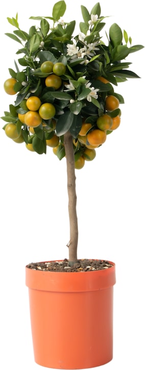 Produktbild Plant in a Box Citrus Mitis Calamondin - Orangenbaum (55 cm)