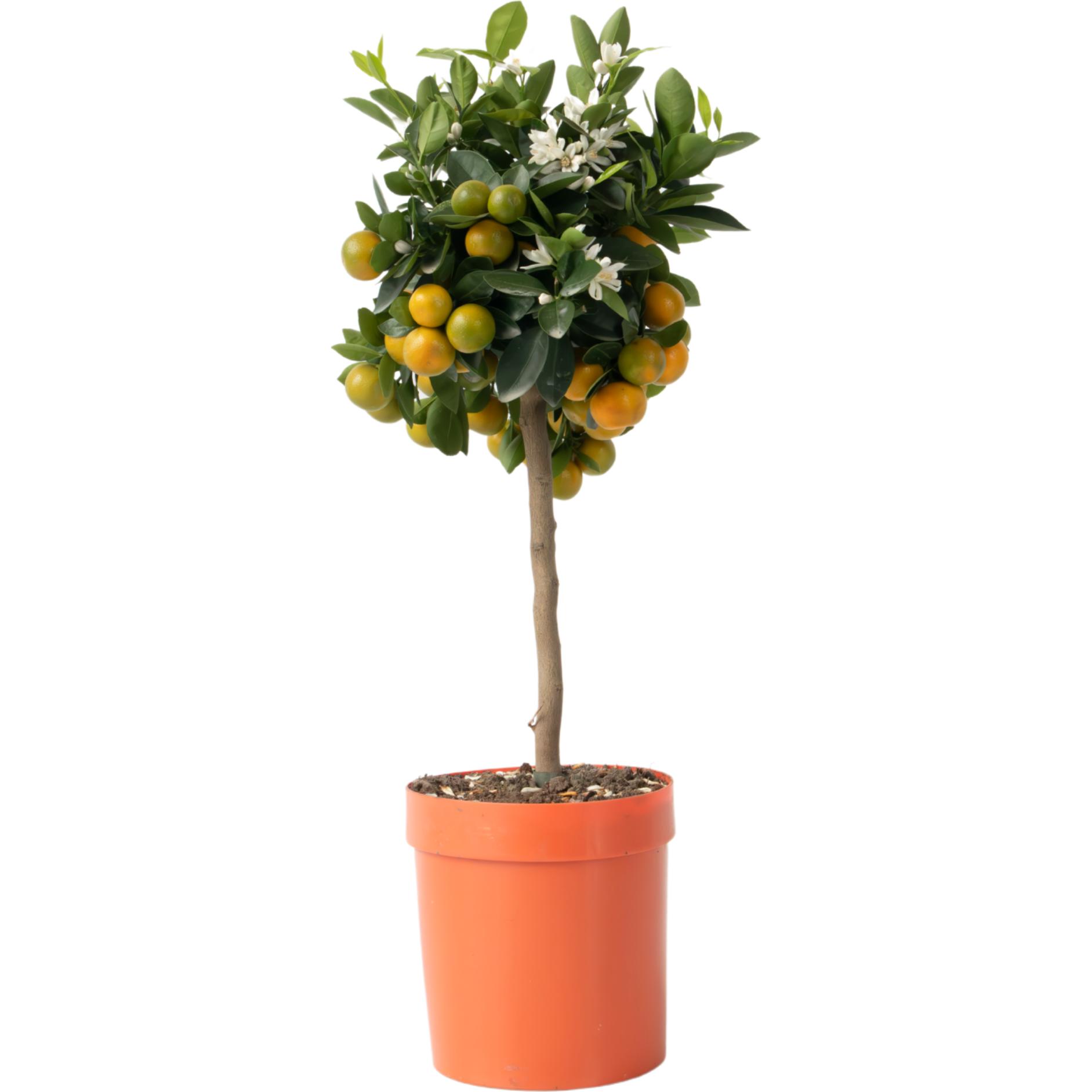 Plant in a Box, Pflanzen, Citrus Mitis Calamondin - Orangenbaum (55 cm)