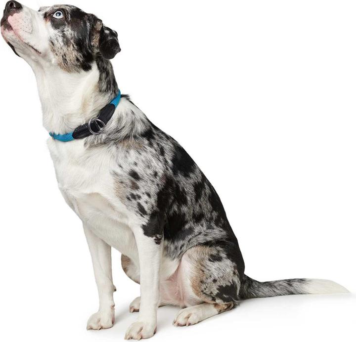 Actual product image Hunter Dressage collar Freestyle with stopper (M, Dog, General)