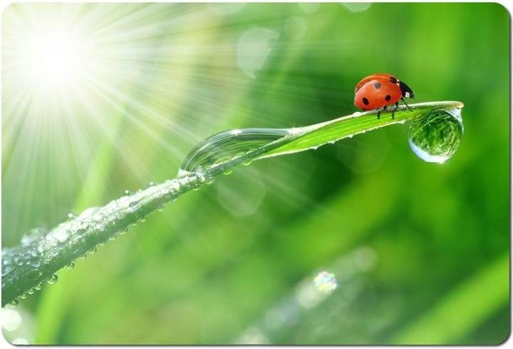 Produktbild Esperanza EA133 (S)