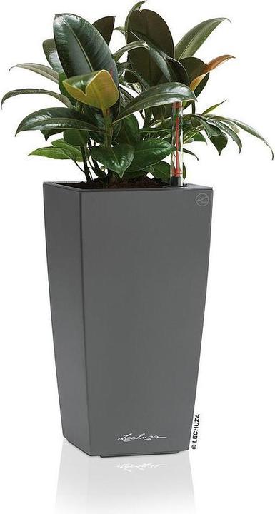 Produktbild Lechuza Maxi Cubi (14 cm)
