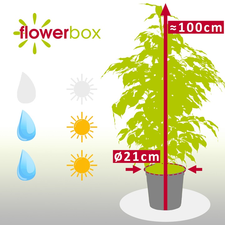 Actual product image Flowerbox Birch fig - Ficus benjamini (110 cm)