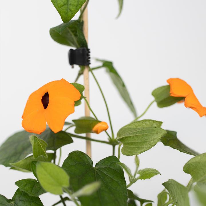 Actual product image Plant in a Box Thunbergia alata 'New Orange' - Set of 3 Black-eyed Susanna (25 cm)