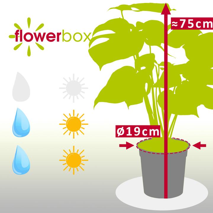Immagine prodotto Flowerbox Foglia di finestra - Monstera Deliciosa (75 cm)