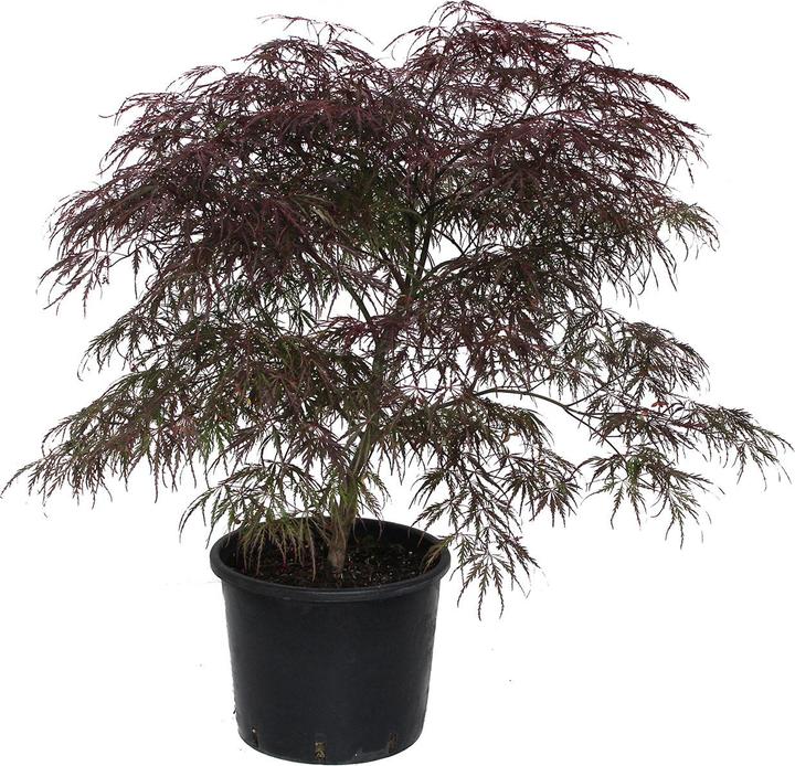 Actual product image Zulauf Japanischer Fächer-Ahorn / Acer palmatum 'Garnet' (80 cm)