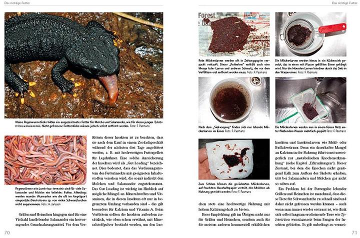 Image du produit Molche und Salamander (Allemand, Henry Janssen, Frank Pasmans, Sergé Bogaerts, Max Sparreboom, 2016)