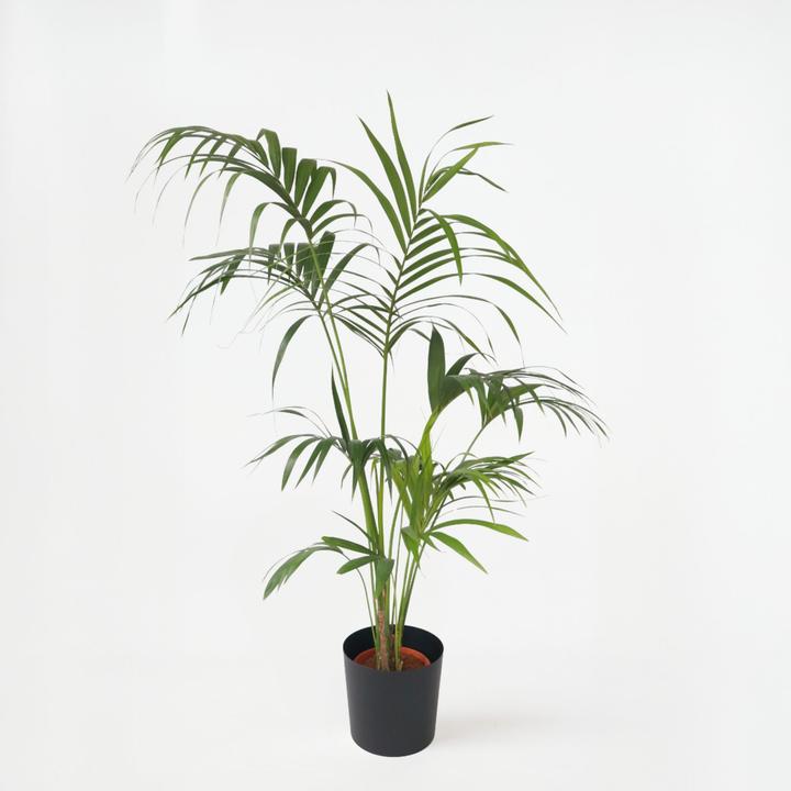 Produktbild Plant in a Box Howea forsteriana - Kentia Palme (170 cm)