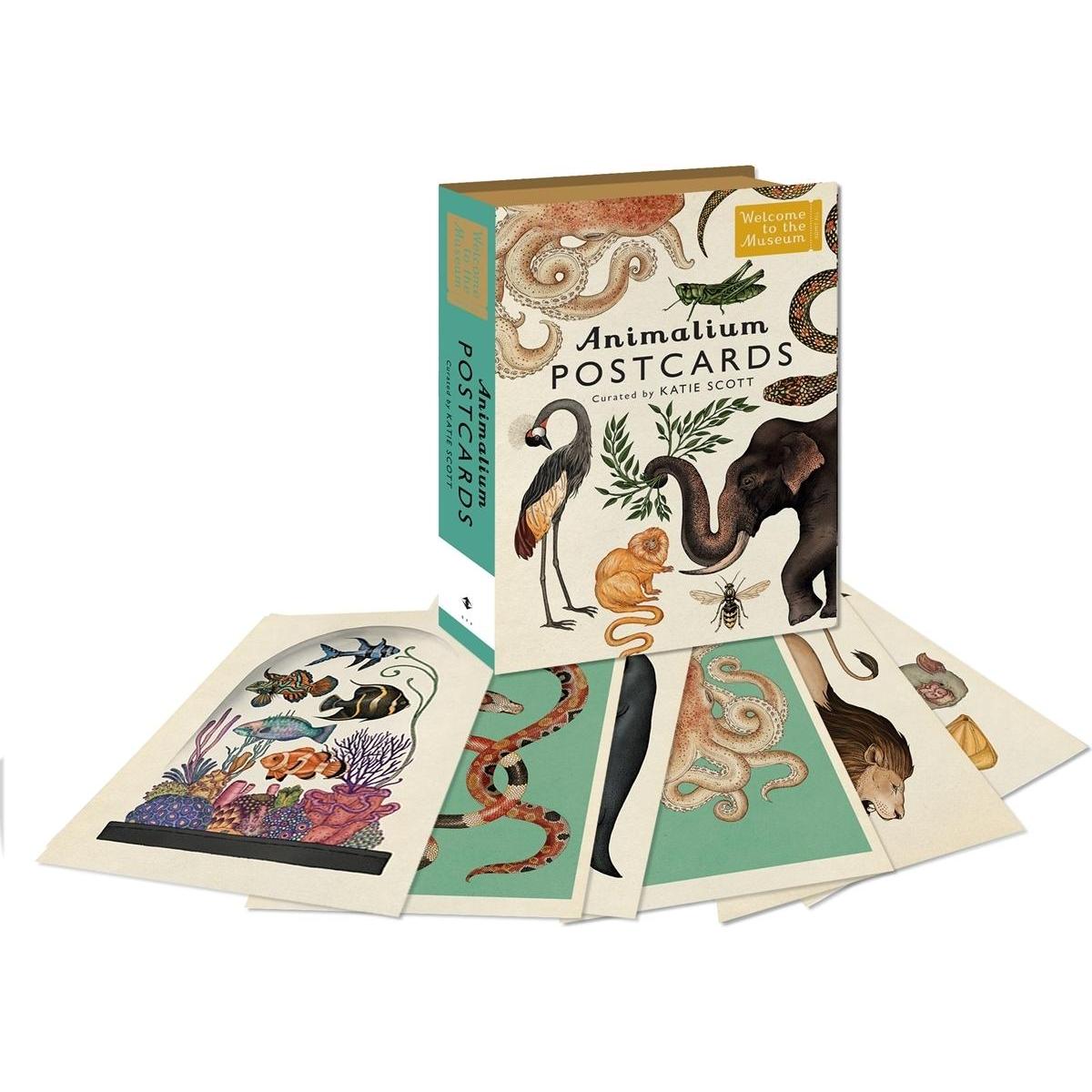 Animalium Postcards, Sachbücher von Scott Katie