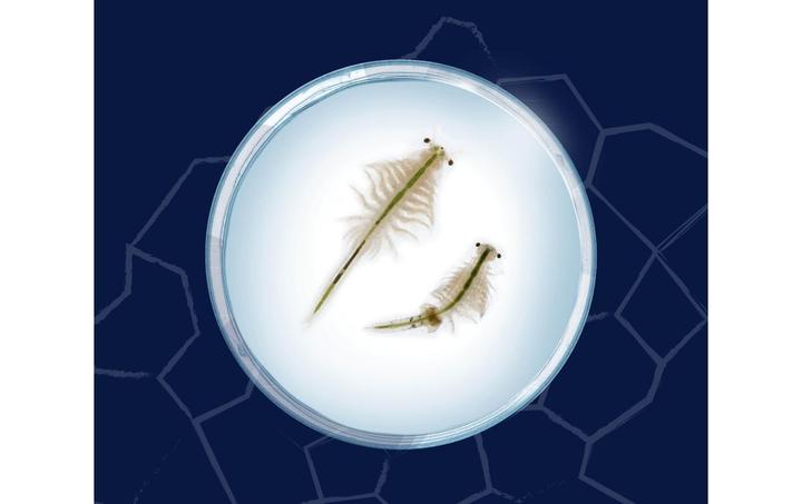 Actual product image Kosmos Fun Science Scurrying brine shrimp - INT