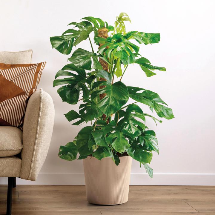 Produktbild Euro3plast Blumentopf Fyre Ø 40 cm dune Greener, mit Rollen