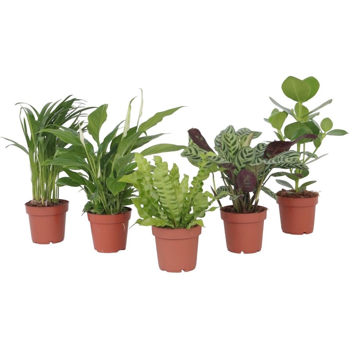 Plant in a Box, Pflanzen, Areca, Asplenium, Clusia, Philodendron, Spathiphyllum - 5er Mischung Lufreinigende pflanzen (2...