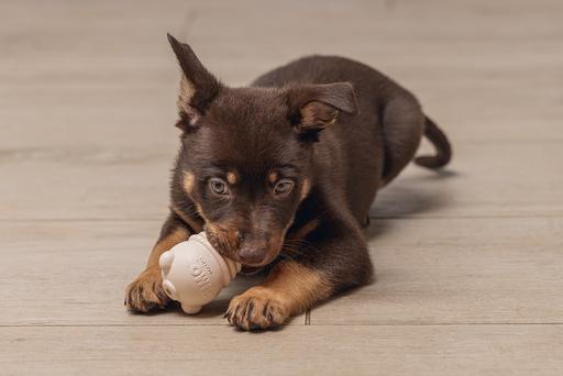 Image du produit Beeztees Sumo Mini Puppy Jouet Play