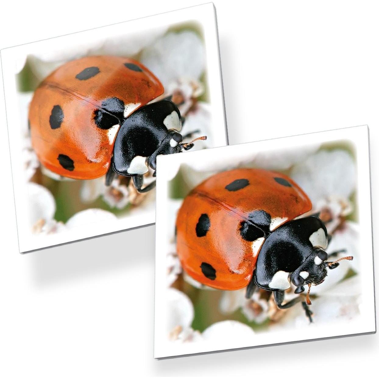 Thumbnail - Tactic Memo-Bugs (Multilingual)
