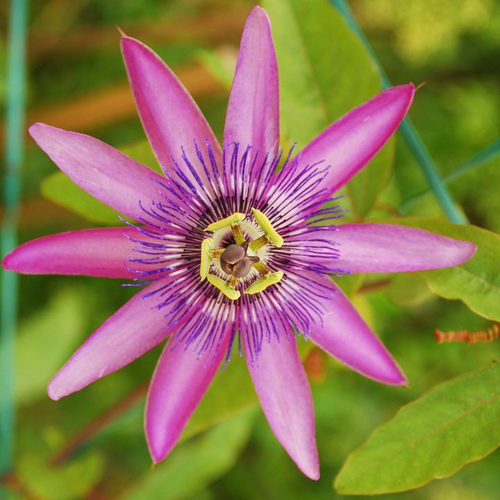 Immagine prodotto Plant in a Box Passiflora hybridum 'Avalanche', Passiflora hybridum 'Pura Vida', Passiflora hybridum 'Purple Haze' (25 cm)