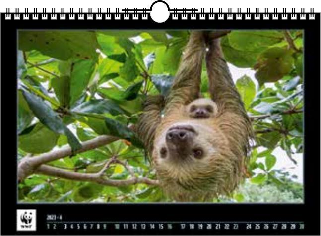 Produktbild Simplex WWF Wandkalender 2023 (48.5 x 34 cm)